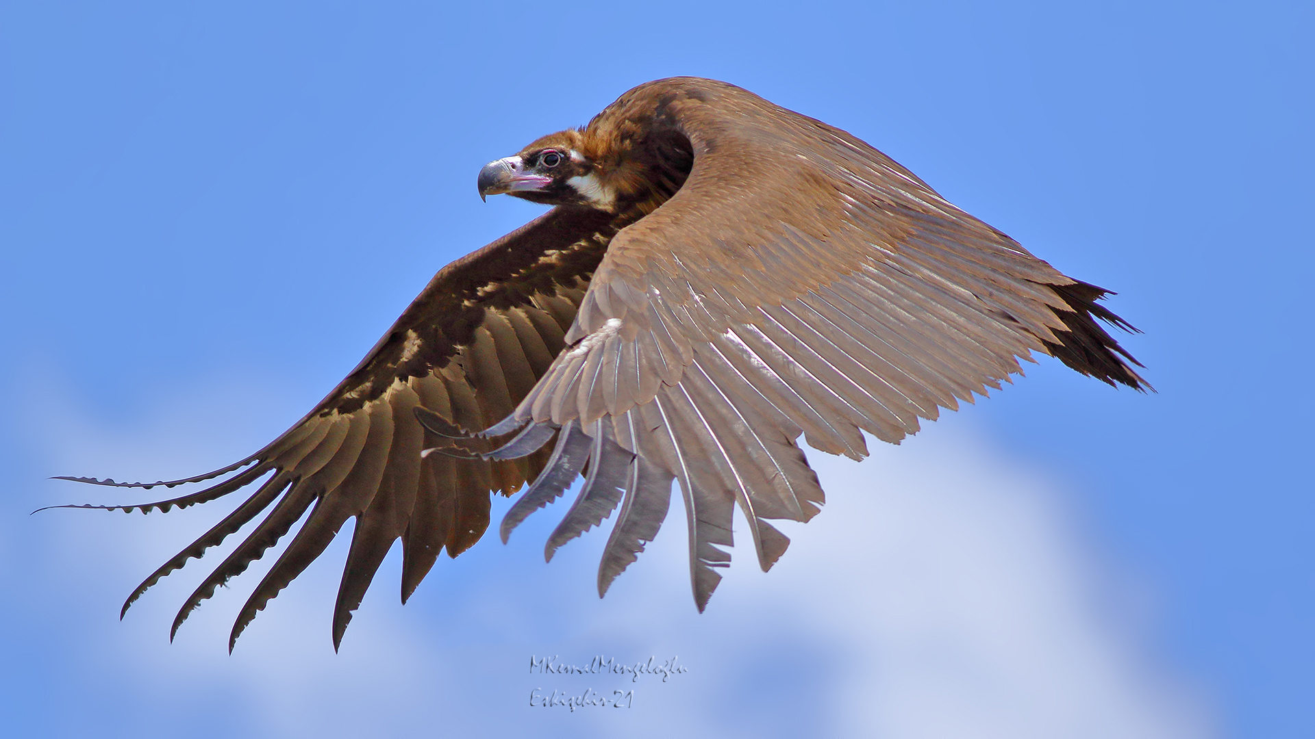 Cinereous Vulture